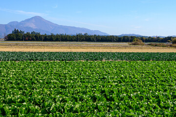 伊吹山, 畑, キャベツ, 野菜, 風景, 緑,冬
