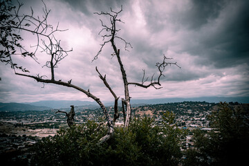 Foggy Tree Overlook Landscape