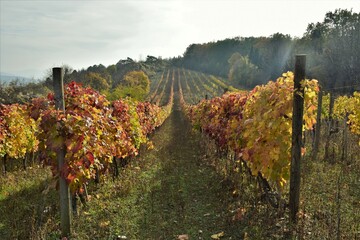 Fototapeta na wymiar vineyard in fall