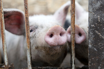 Two little pigs stick their noses through the grate.