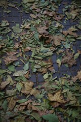 Fallen autumn leaves in Barcelona