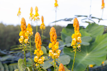 Yellow flower of Acapulo, Candelabra bush, Candle bush, Ringworm bush or Senna alata bloom in the garden is a Thai herb.