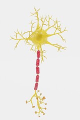Fototapeta premium Realistic 3D Render of Neuron
