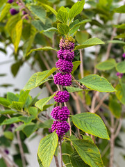 American beautyberry with purple berries background