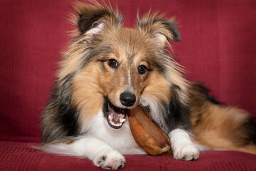 Puppy chewing on a pig's ear. Dehydrated and healthy treats for dogs. These Air dried pork chews...