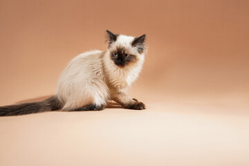 A small beige colored ragdoll baby kitten cat playing with food and looking angry on a peach...