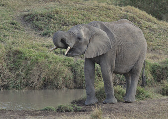 Naklejka na ściany i meble adorable and thirsty young african elephant drinking water from watering hole in the wild plains of the masai mara kenya