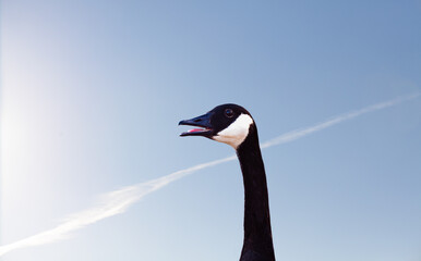 Closeup of Canada goose showing tongue. Blue sky in the background. Branta canadensis.