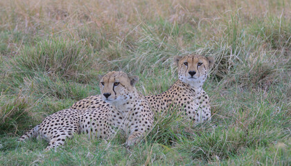 two cheetah sitting alert in the grass in the wild savannah of the masai mara, kenya, looking for prey