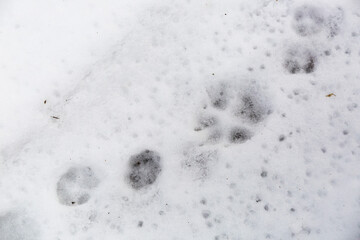 Wolf, fox, dog or cat paws footprints in a winter forest. Wildlife traces in snow. Concept of hunting and shooting wild animal. Migration and mating time. Big and small foot. Close-up trail. Top view