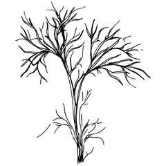 Dill or fennel vector isolated plant with leaves. Herbal engraved style illustration. Detailed organic product sketch.The best for design logo, menu, label, icon, stamp.