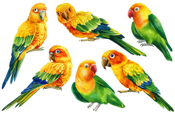 Set Parrots, yellow tropical birds, on an isolated white background, watercolor illustration, lovebird drawing 