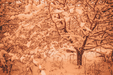Winter landscape in snowfall. Frozen orchard. Trees covered with snow in trendy calm coral color.