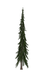 Green Pine, christmas tree isolated on white background. Banner design, 3D illustration, cg render