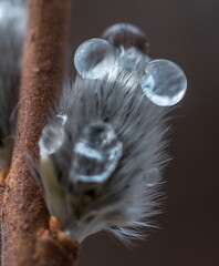 fluffy willow on a branch covered with dew 