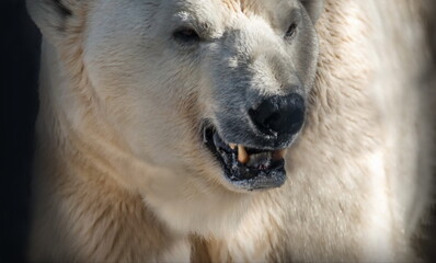 Obraz na płótnie Canvas polar polar bear 