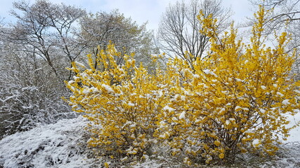 gelb blühender Strauch Forsythien forsythia im Schnee Winter
