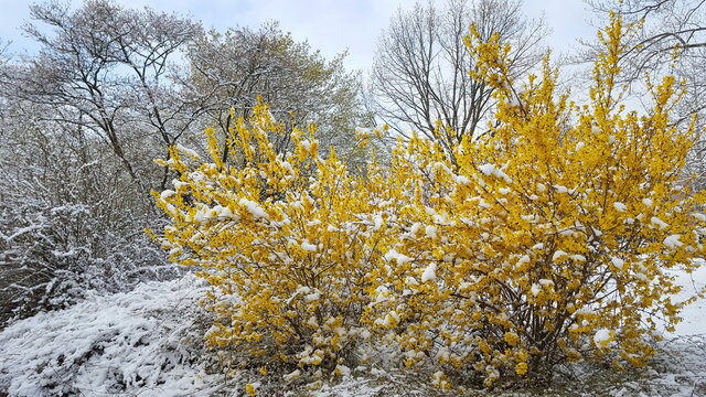 gelb bl&uuml;hender Strauch Forsythien forsythia im Schnee Winter
