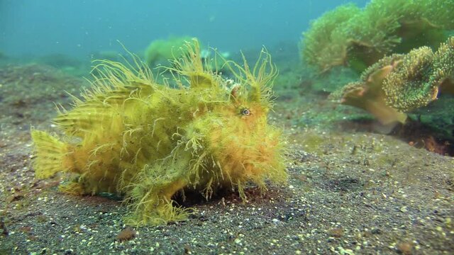 Hairy frogfish on sandy bottom, corals of matching color and structure in background