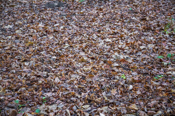 Bright fallen leaves of golden color on the autumn ground