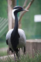 Close-up Demoiselle Crane on Green Grass - Graceful Bird of Saturated Colors Gray-Black Crowned Crane