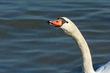 the white swan drinks water from Lake Balaton