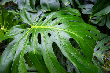 Close up of  monstera leaf with rain drops in tropical garden, natural plant background