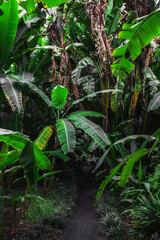 Tropical garden with banana plants and other exotic plants.Beautiful abstract nature background.