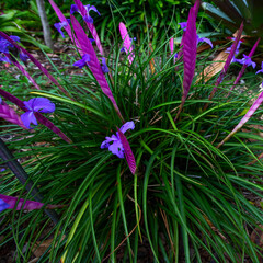 Wallisia cyanea syn flower. Exotic Violet  Quill Plant in tropical garden. Beautiful vibrant floral background - obrazy, fototapety, plakaty