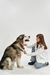 Caucasian woman combing hair of Siberian Husky dog