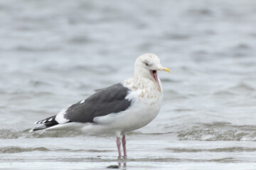 大きく口を開けるカモメ