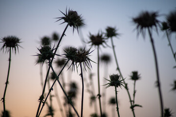 silhouette of thistle thorns on thin stem with sunset skies of blue and orange 
