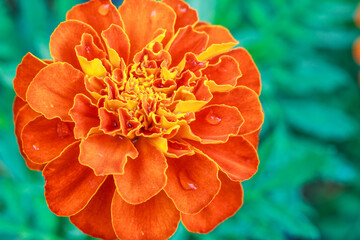 closeup marigold flower