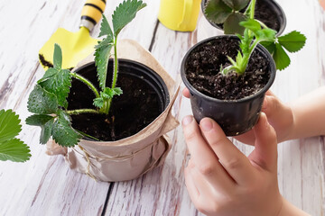 Young plant of strawberry in spring. Cultivation of fruits and berries in agriculture. Growing fresh fruits on the ground. Natural growth of berries for healthy nutrition in pots. Top view.