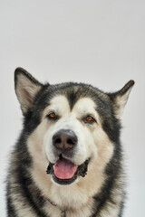 Siberian Husky dog in pet collar looking at camera