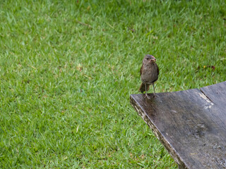 chalk-browed mockingbird (Mimus saturninus) bird