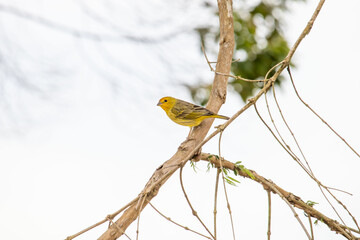 Saffron finch (Sicalis flaveola), yellow bird with blurred background. 