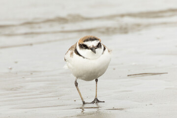 濡れた砂浜に立ち尽くすシロチドリ