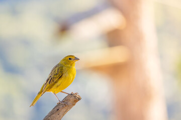 Saffron finch (Sicalis flaveola), yellow bird with blurred background. "can&aacute;rio-da-terra" in portuguese.