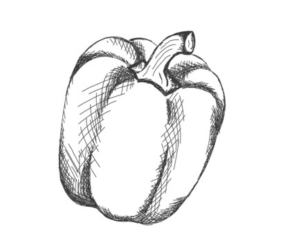 illustration of sweet pepper in black line, isolated on white background. Sticker, image for menu, packaging, design element