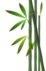 Fototapeta na wymiar Bamboo background on white. Bamboo leaves, stems, isolated, copy space Illustration