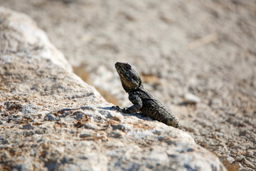 lizard on the rocks