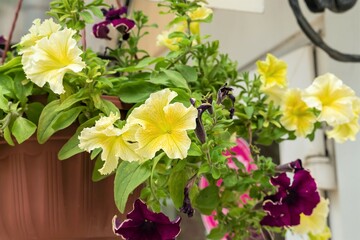 Multi-colored petunias in a pot on the wall of the house.