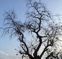 Fototapeta na wymiar tree silhouette against blue sky