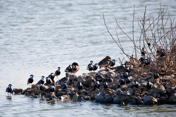 flock of seagulls