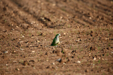bird on the sand