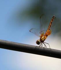 dragonfly on a plactic pipe