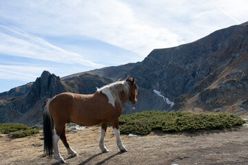 Fototapeta na wymiar Mountain horse