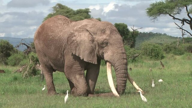  A very big bull elephant posing and showing his tusks.