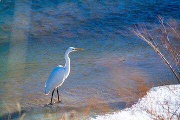 Beautiful white bird heron egret ardea stands in the winter river